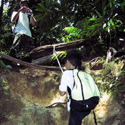 Jungle Trekking